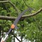 Adjustable Pole Saw 7.3-27 ft Fiberglass Tree Trimmer with Carbon Steel Blade & Storage Bag